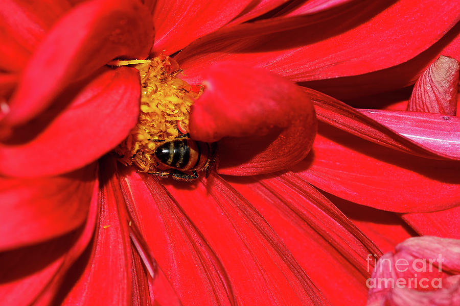 Bee on Red Dahlia by Kaye Menner Photograph by Kaye Menner