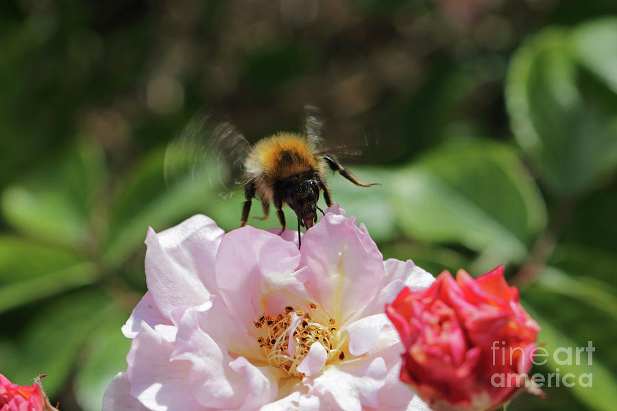 Bee on Rose Photograph by Julia Gavin