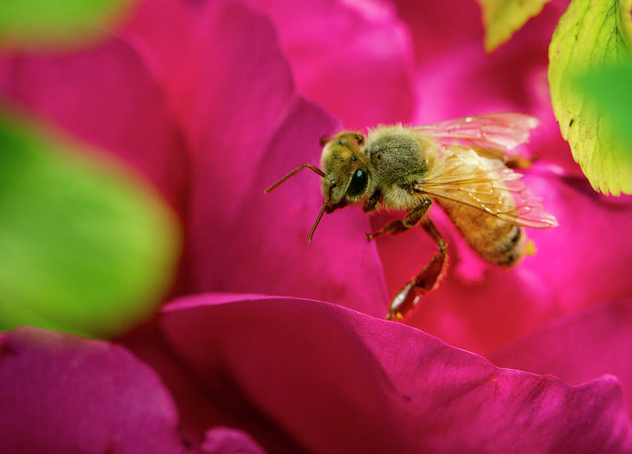Nature Photograph - Bee on Rugosa by Jean Noren