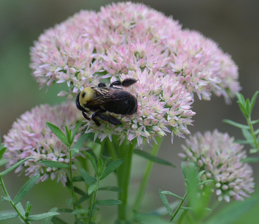 Bee on Sedum Photograph by Maria Urso