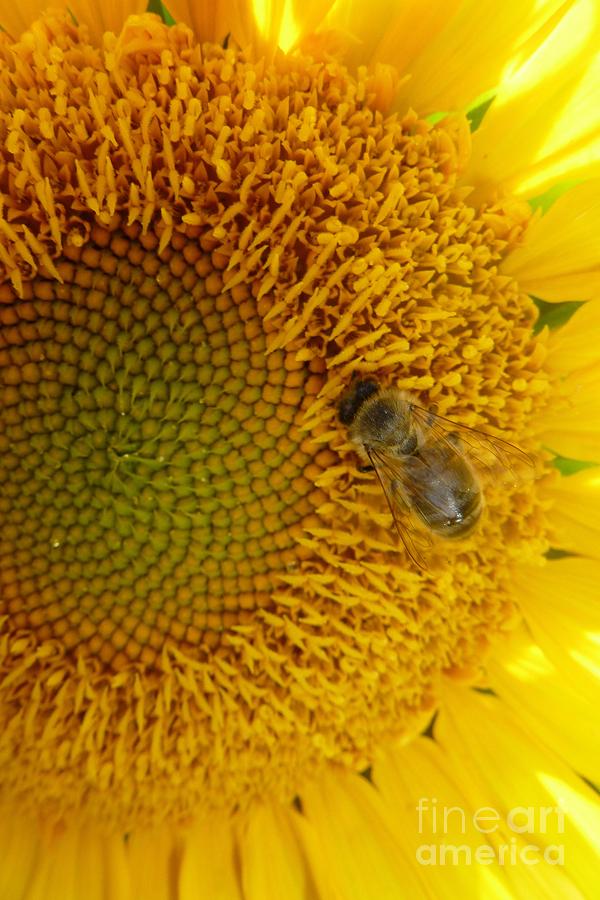 Bee on Sunflower 2 Photograph by Jean Bernard Roussilhe
