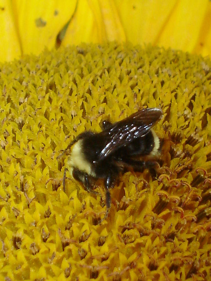 Bee Photograph - Bee on Sunflower 4 by Chandelle Hazen