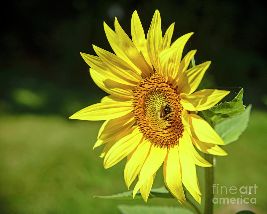 Bee on Sunflower Photograph by Alana Ranney