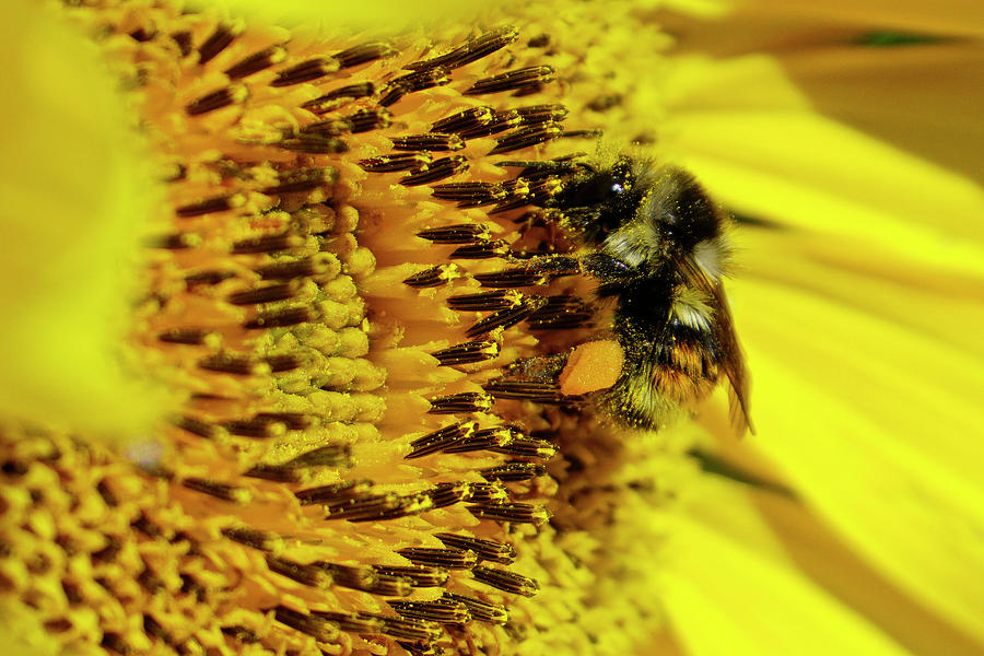 Bee on Sunflower Photograph by Inge Riis McDonald