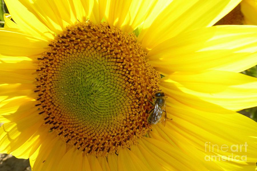 Bee on Sunflower Photograph by Jean Bernard Roussilhe