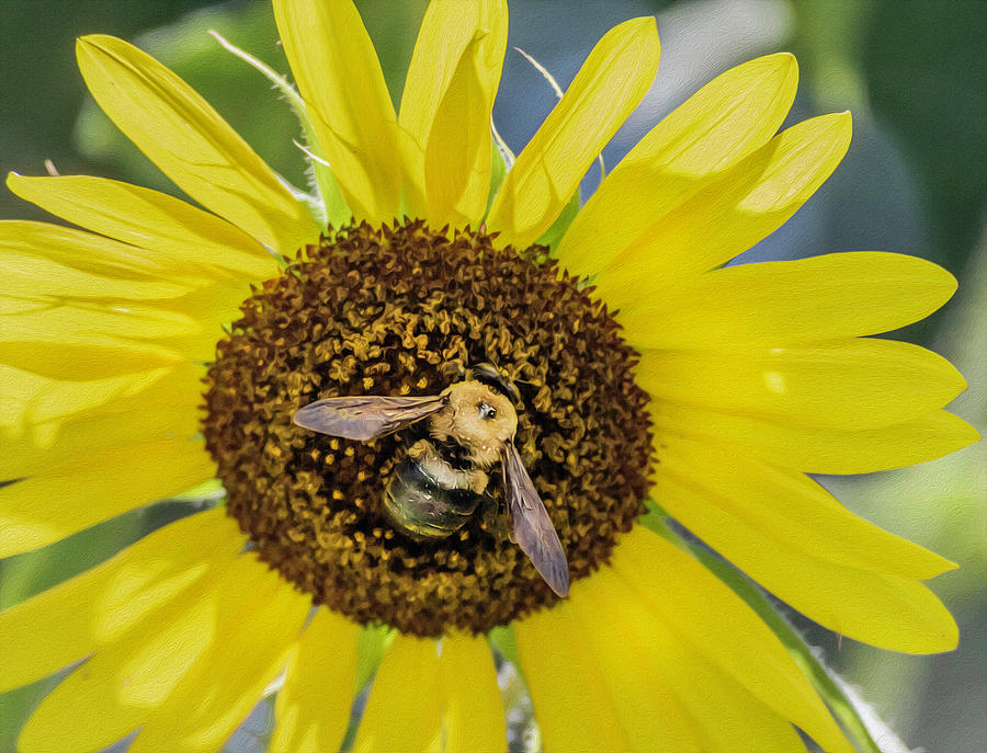 Bee on Sunflower Photograph by Keith Smith - Fine Art America