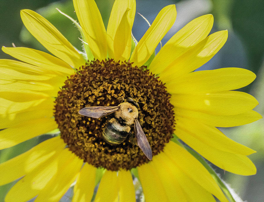 Bee on Sunflower Photograph by Keith Smith