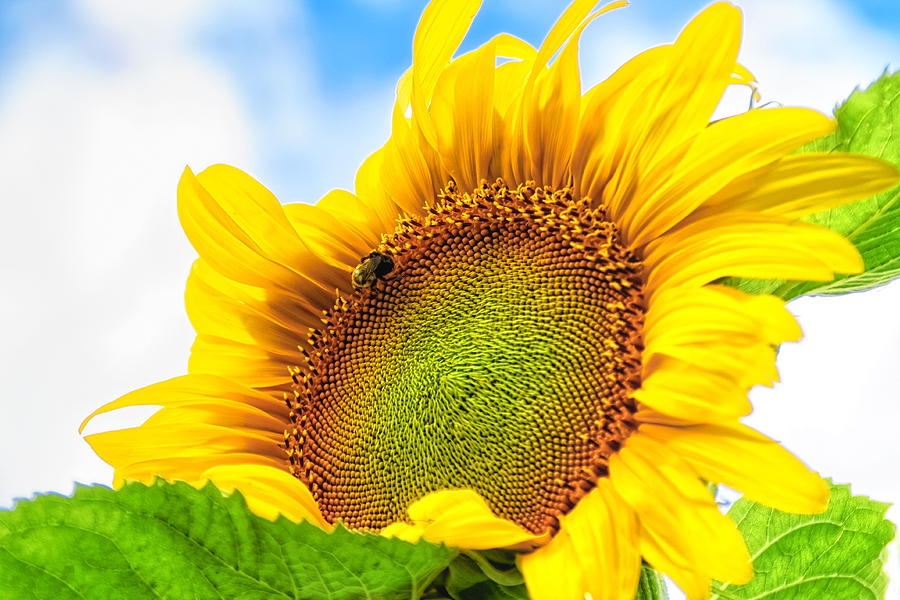 Bee on Sunflower Photograph by Lars Lentz