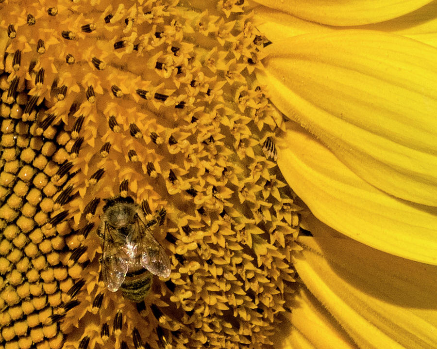Bee on Sunflower Photograph by Roberta Kayne