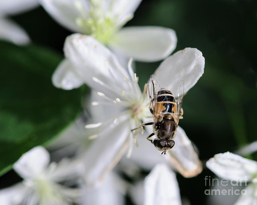 Bee on Sweet Autumn Clematis Photograph by Tamara Becker