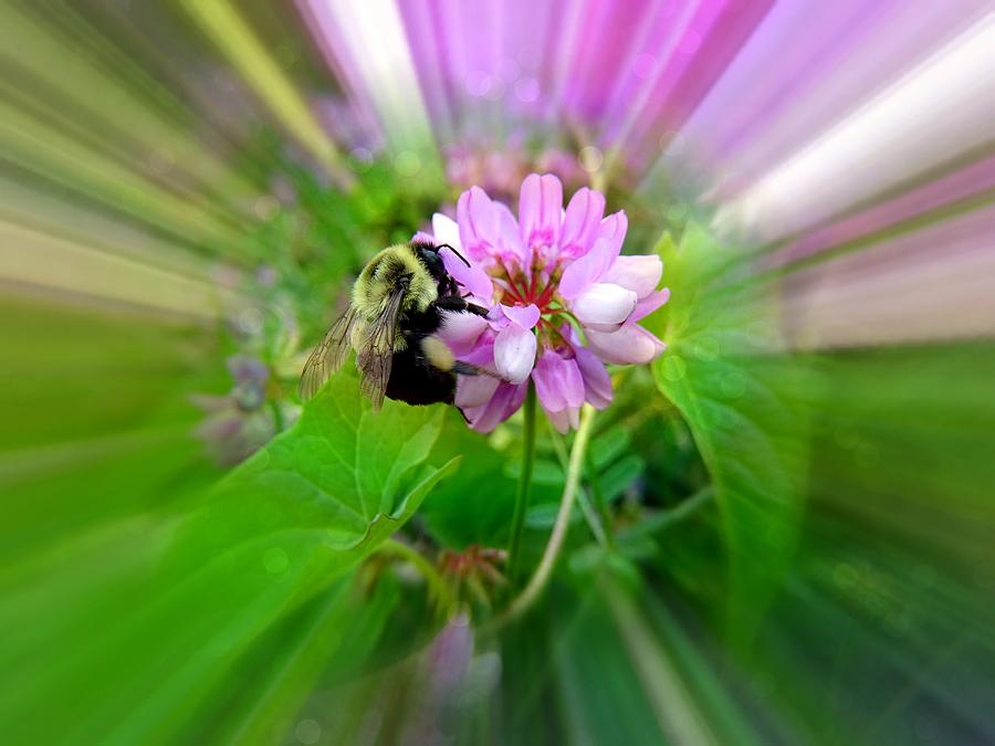 Bee on the Clover Photograph by Lilia S