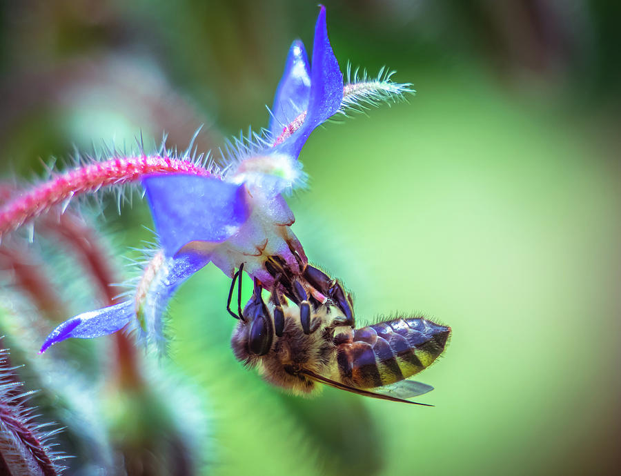 Insects Photograph - Bee on the flower by Lilia S