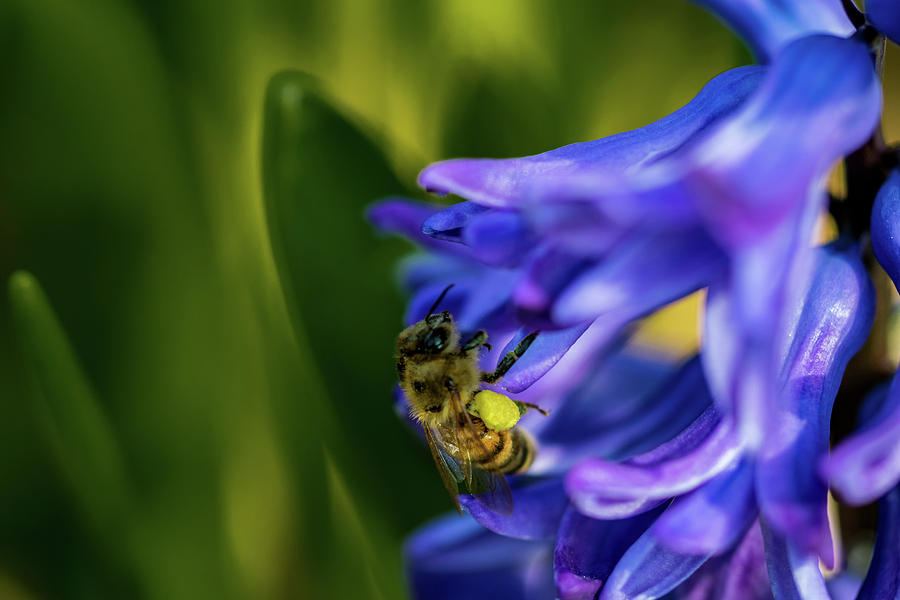 Bee on the Hyacinth Photograph by Jay Stockhaus
