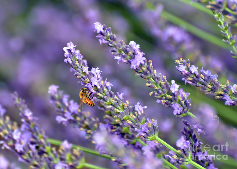 Bee on the Lavender Photograph by Kerri Farley
