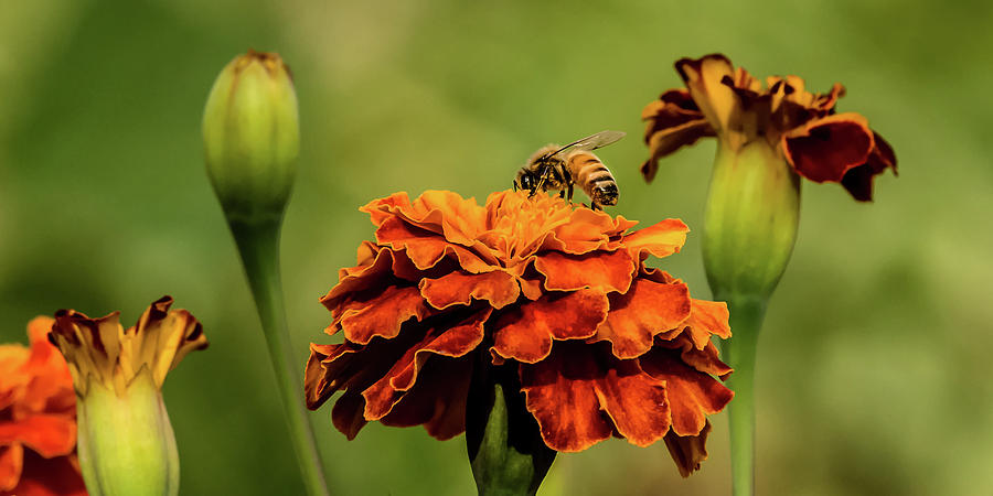 Bee On The Marigold Photograph by Yeates Photography