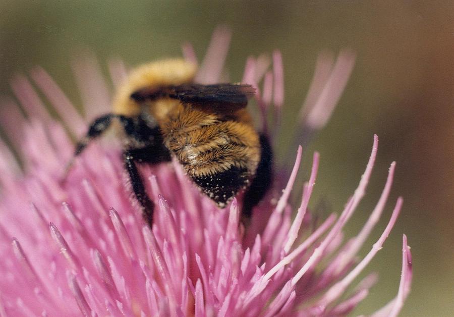 Honeybee Photograph - Bee on Thistle 102 by Diane Backs-Mancuso