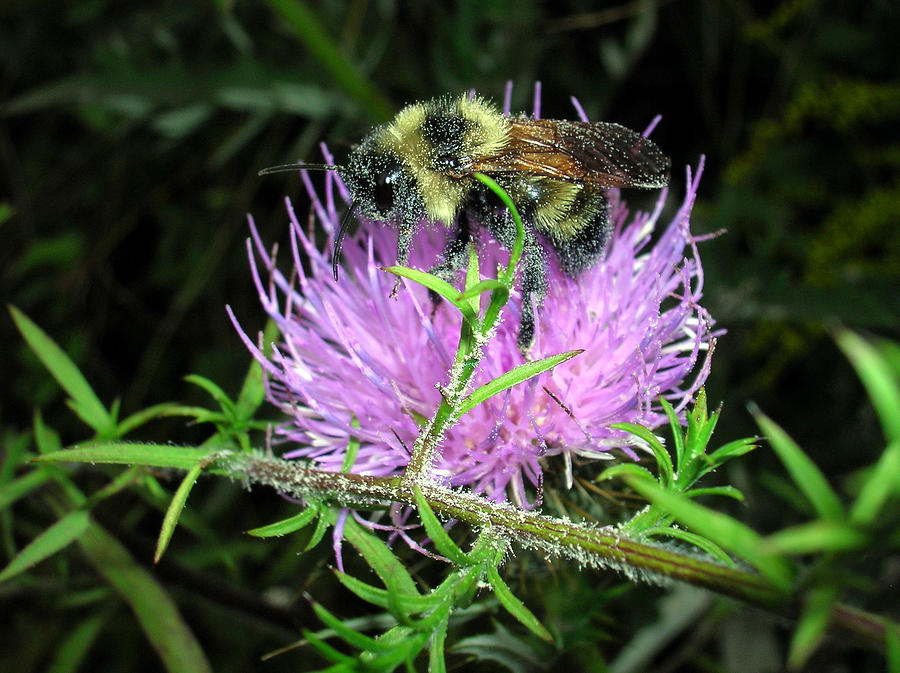 Bee on Thistle 2 Photograph by George Jones