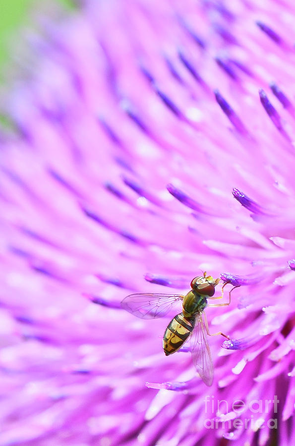 Sweat Bee on Thistle by Katie Joya Sweat Bee on Thistle by Katie Joya