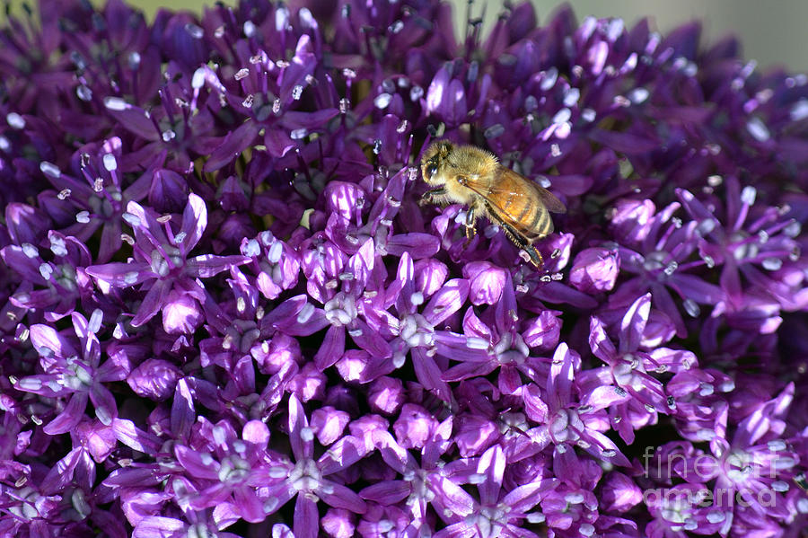 Bee on Vibrant Purple Flower Macro Photograph by Shawn OBrien