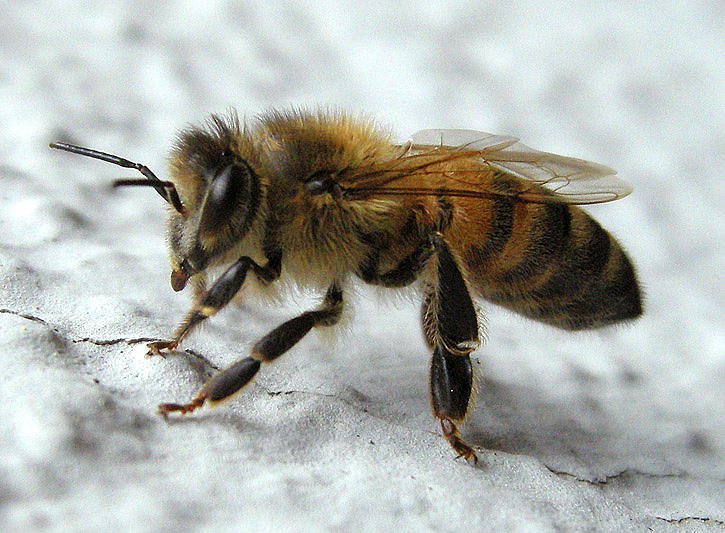 Bee On Wall Photograph by Erica Freeman