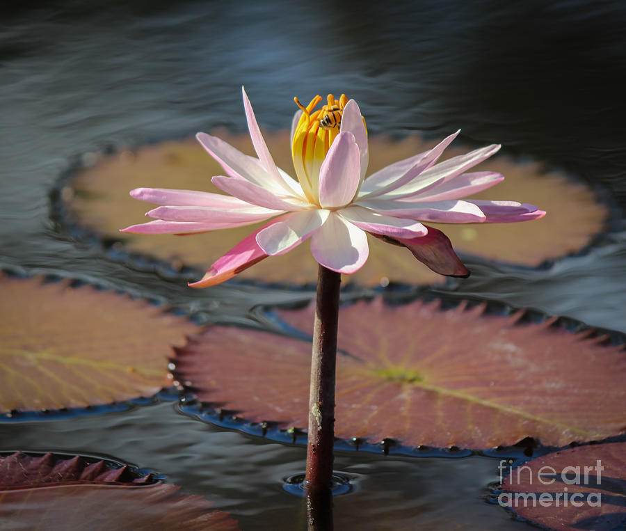 Bee On Waterlily Photograph by Liesl Walsh