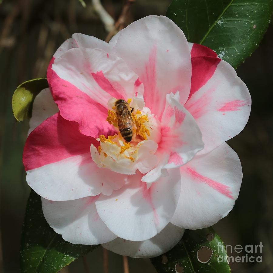 Bee on White and Pink Camellia Photograph by Carol Groenen