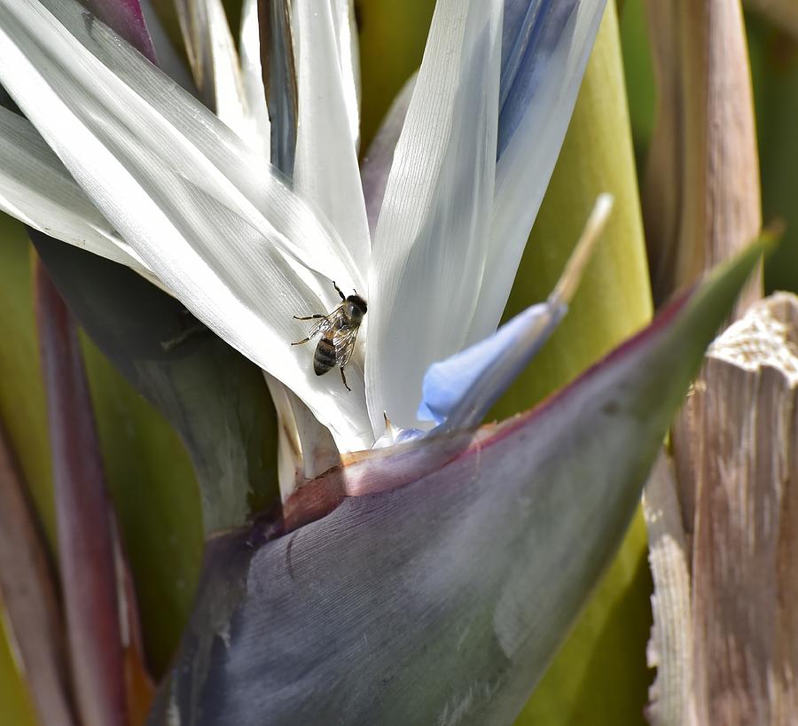 Bee on White Bird of Paradise Flower I Photograph by Linda Brody