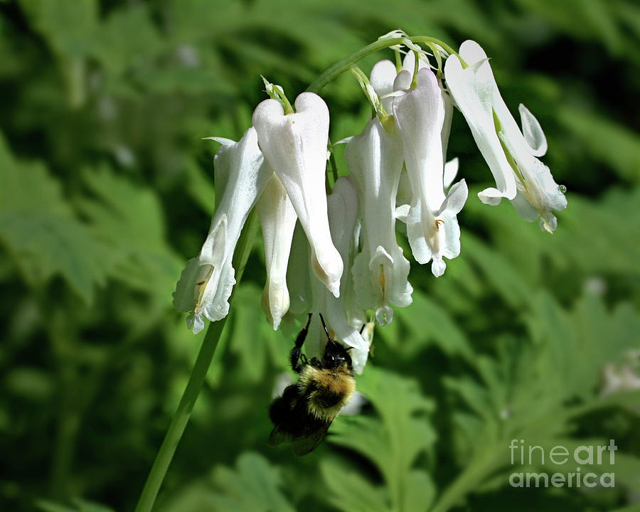 Bee On White Columbine Photograph by Smilin Eyes Treasures