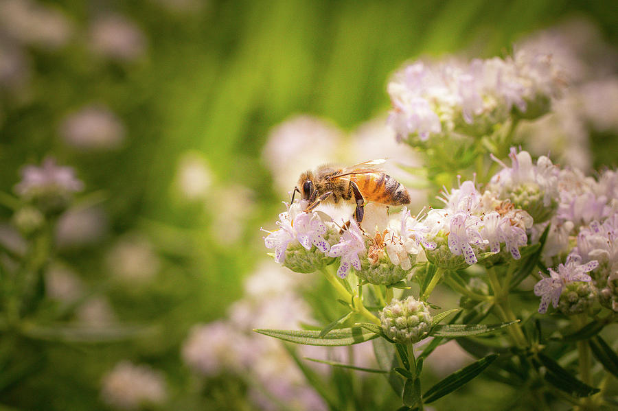 Bee on White Flower Macro Photograph by Joni Eskridge