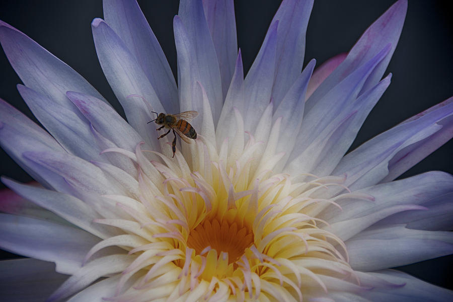 Bee on White Water Lily Photograph by Don Columbus