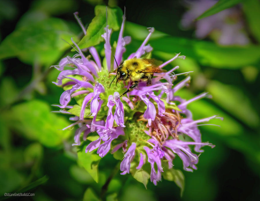 Nature Photograph - Bee on Wild Bergamot by LeeAnn McLaneGoetz McLaneGoetzStudioLLCcom