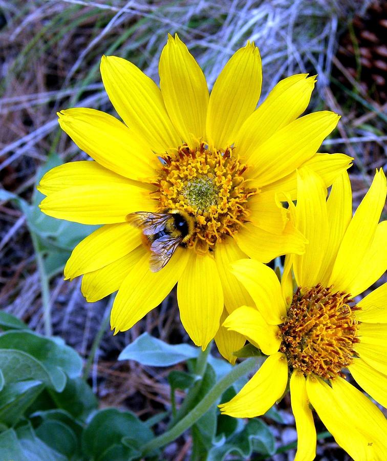 Bee On Wild Sunflowers Photograph by Will Borden