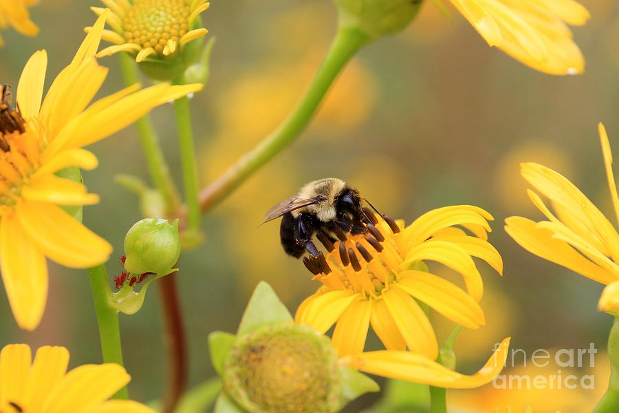 Bee on Wildflower Photograph by Rick Rauzi