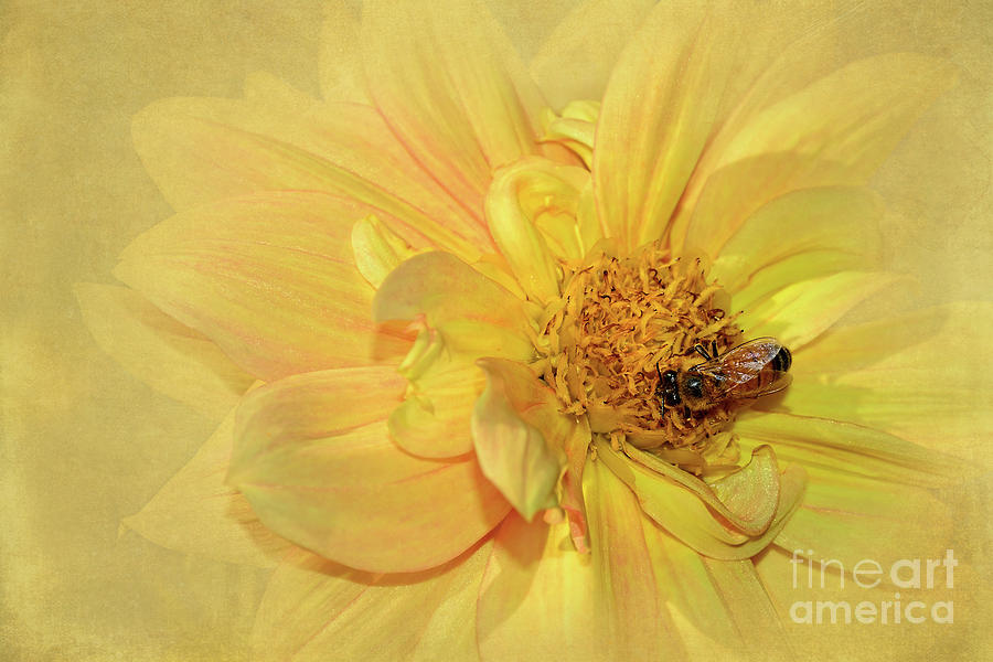 Bee on Yellow Dahlia by Kaye Menner Photograph by Kaye Menner