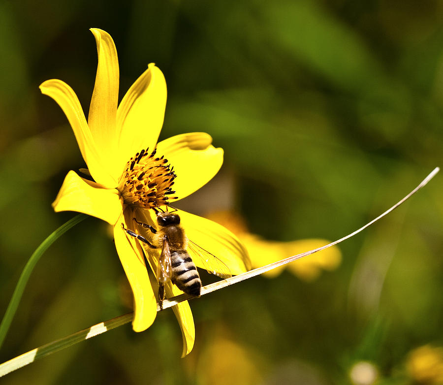 Bee on Yellow Flower Photograph by Joseph Skalny Bee on Yellow Flower Photograph by Joseph Skalny