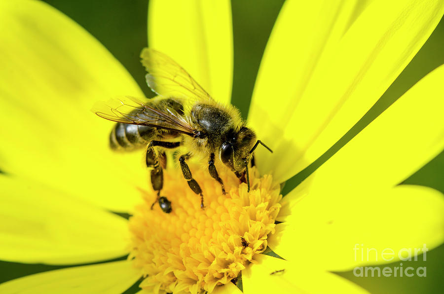 Bee On Yellow Flower Photograph by Perry Van Munster