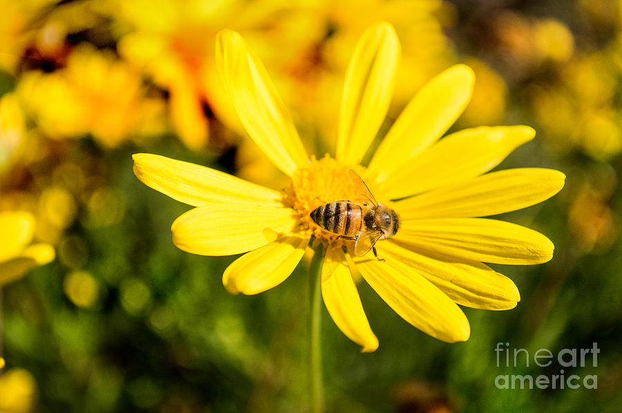 Bee on Yellow Flower Photograph by Scott Parker