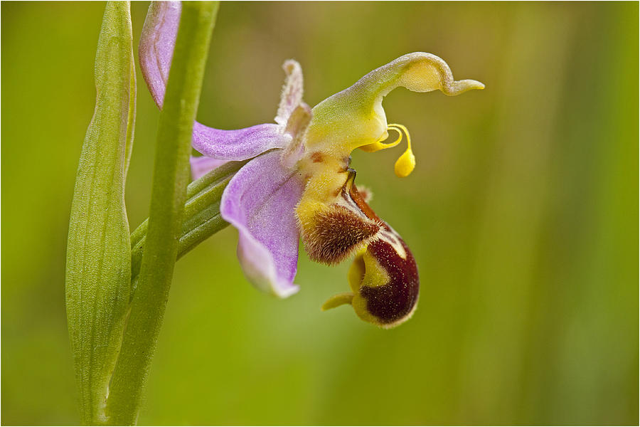 Bee Orchid Photograph by Jenny Hibbert - Fine Art America