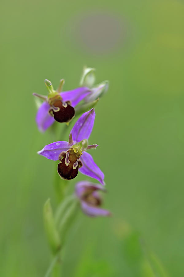 Bee Orchid Photograph by Pete Walkden