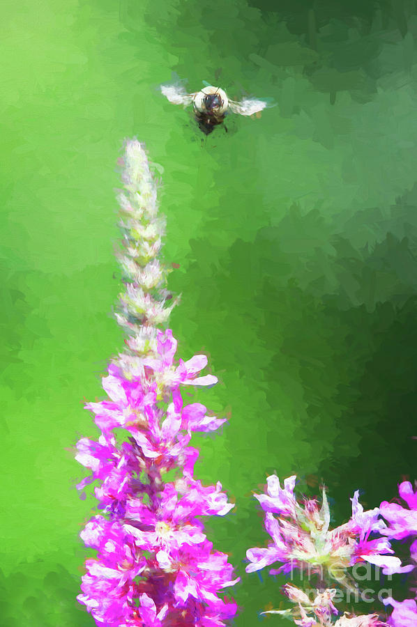 Bee Over Flowers Digital Art by Ed Taylor