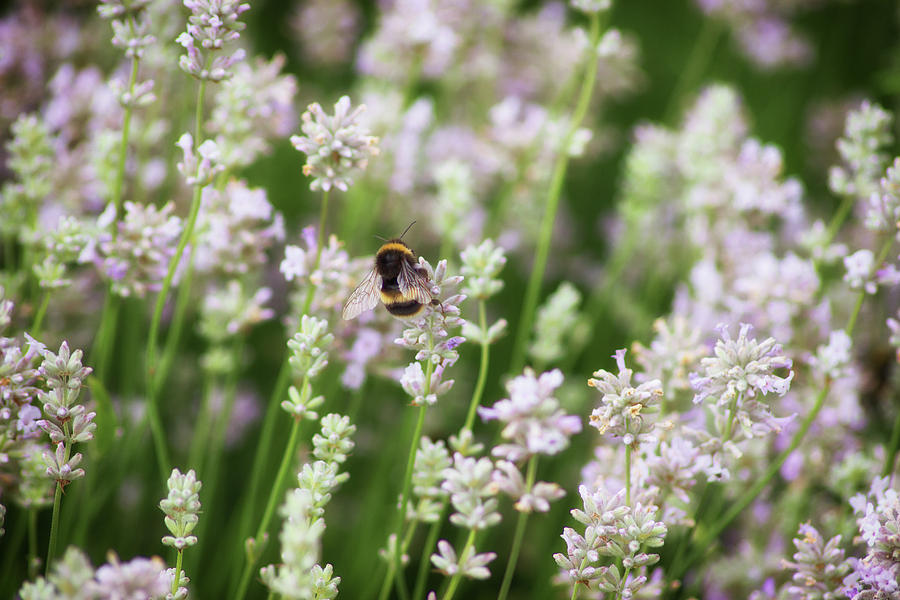 Nature Photograph - Bee Pollen by Martin Newman