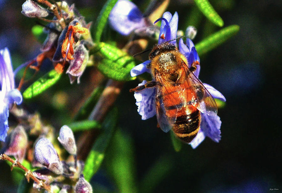 Bee Pollinates Rosemary 001 Photograph by George Bostian