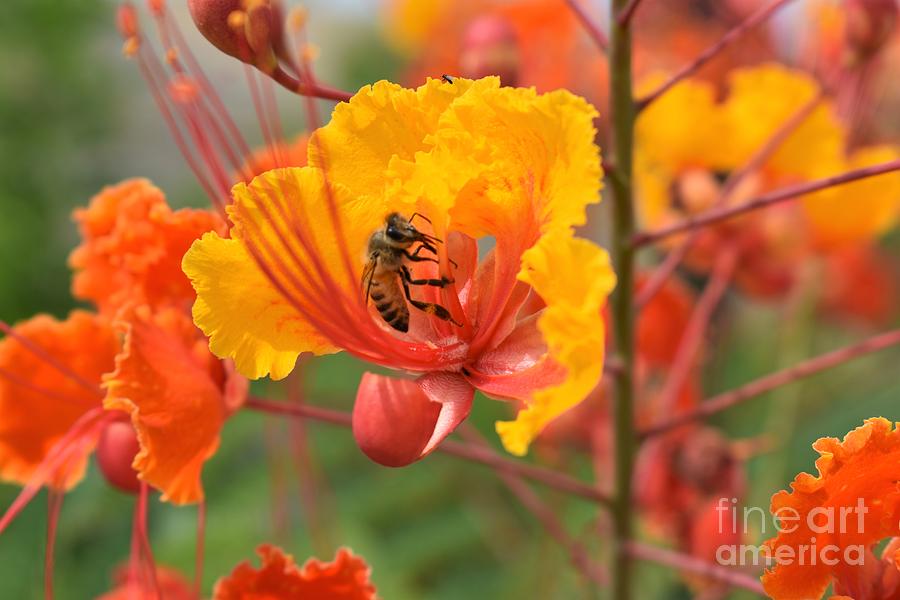 Bee Pollinating Bird of Paradise by James Fannin Bee Pollinating Bird of Paradise by James Fannin
