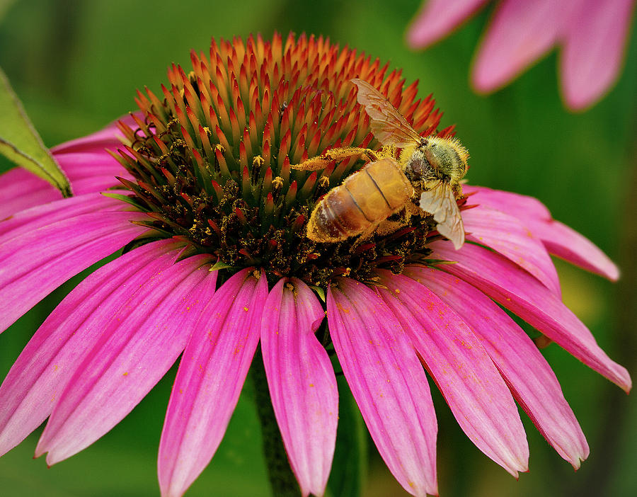 Bee Pollinating Echinacea Photograph by Jean Noren