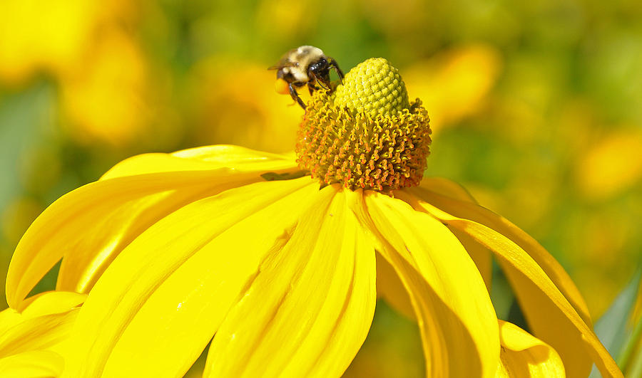 Bee Photograph - Bee Pollinating Yellow Flower by Caroline Reyes-Loughrey Bee Photograph - Bee Pollinating Yellow Flower by Caroline Reyes-Loughrey