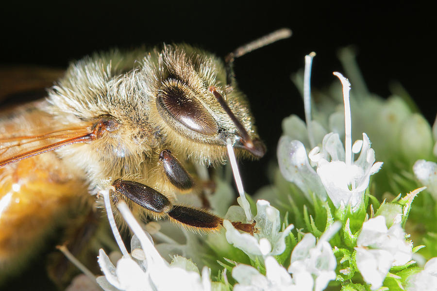 Bee Portrait Photograph by Mircea Costina Photography