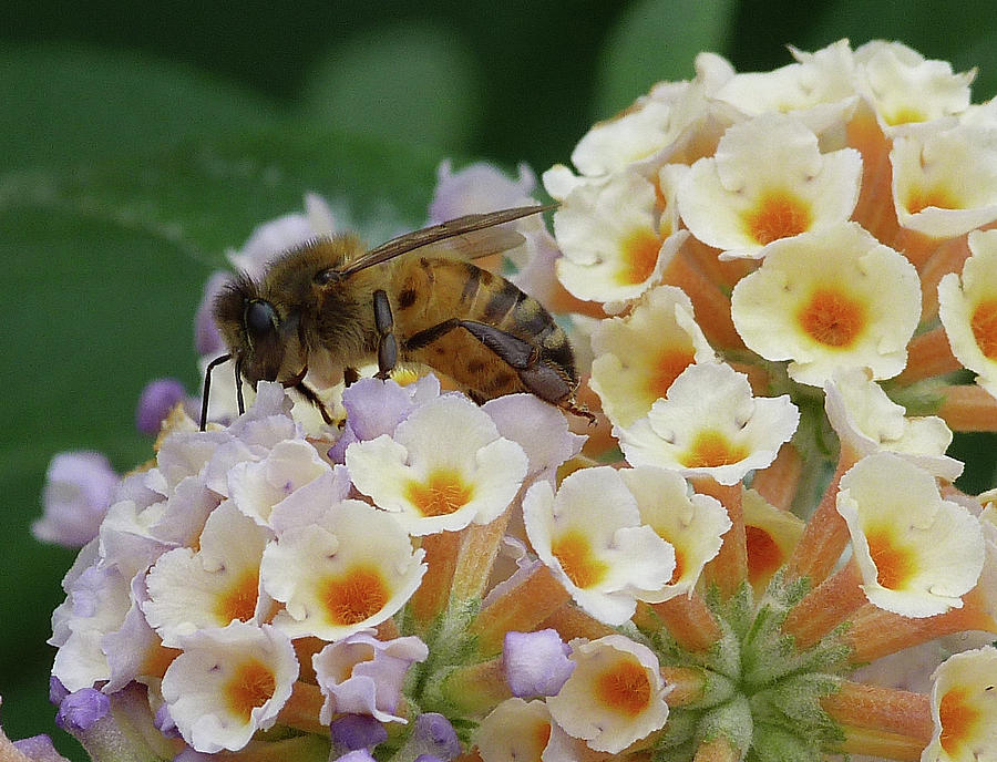 Bee Seeking Pollen Photograph by Margaret Saheed