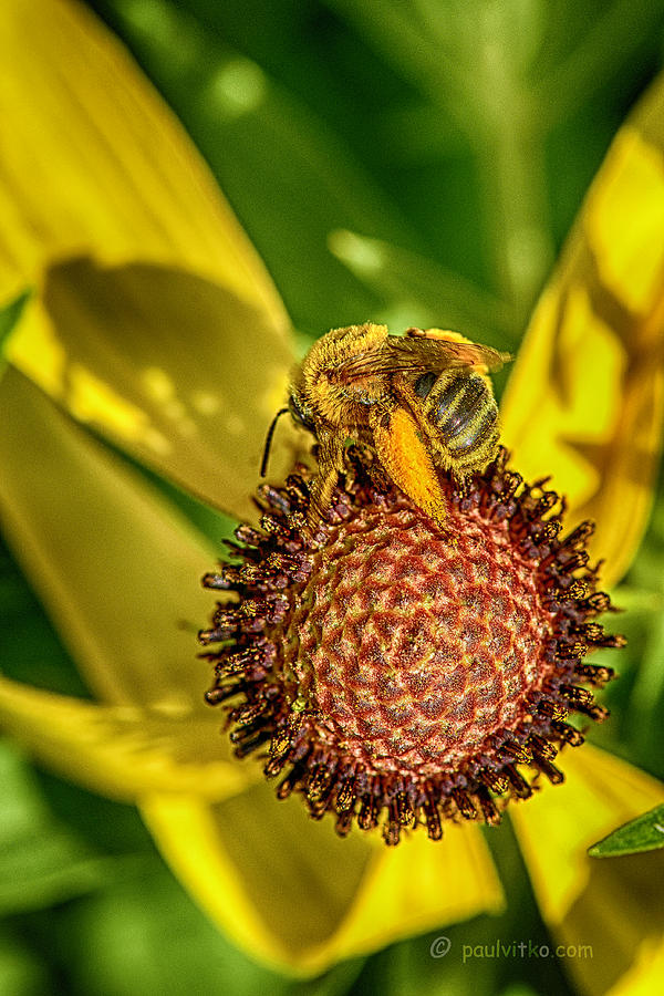 Bee Shadow.... Photograph by Paul Vitko