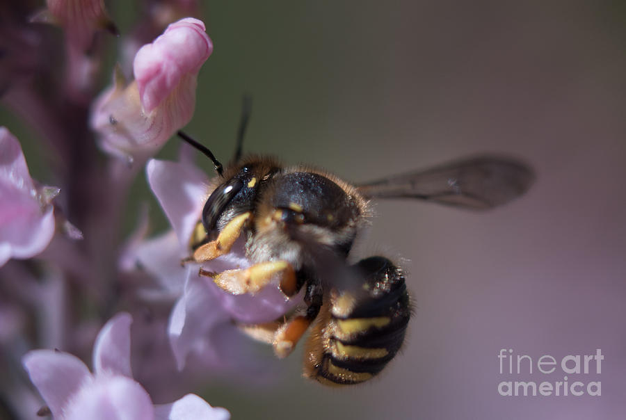 Bee Sipping Nectar by Em Witherspoon Bee Sipping Nectar by Em Witherspoon