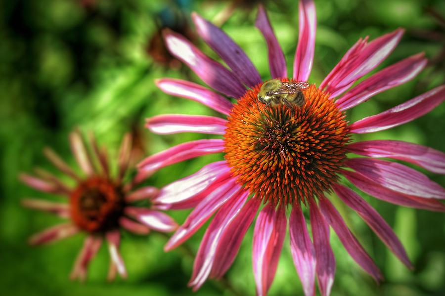 Bee Sitting Pretty  Photograph by Buck Buchanan